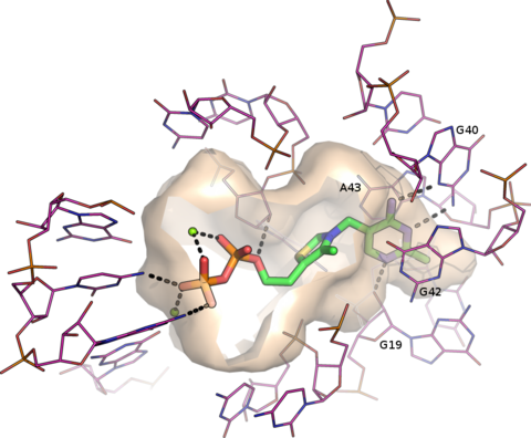 TPP riboswitch binding site