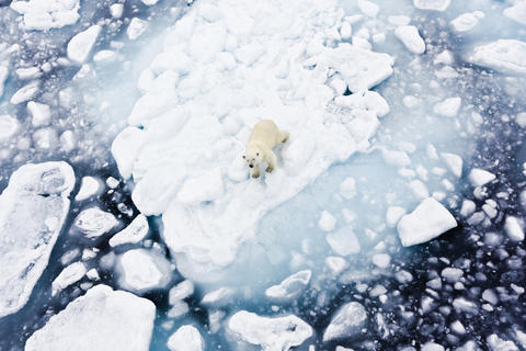 Isbjørn på isflak