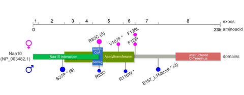 Schematic representation of the Naa10 protein, encoding exons, domains and localization of mutations in affected males and females.