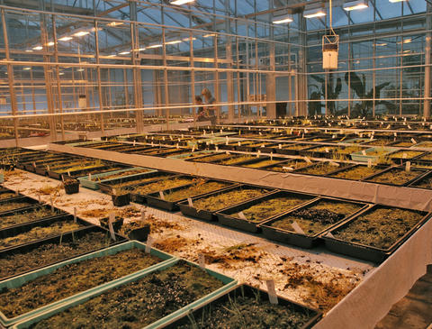 Rows of trays in a greenhouse with samples from of soil from the seedbank to see what germinates