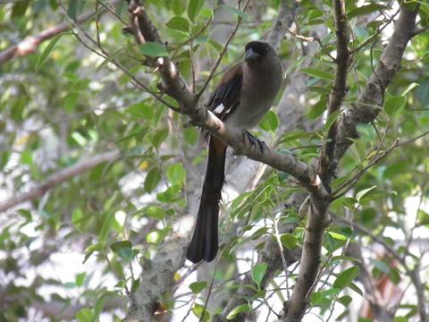 A bird with long tail and strong bil sitting on a tree branch