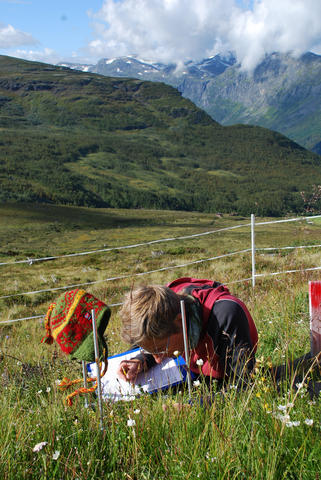 A view of Gudmedalen in western Norway with a researcher surveying a plot of vegetation