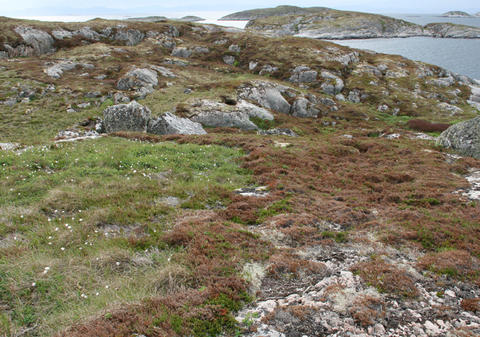 Heathland landscape with grassy area on the left and young heather and on the right heath destroyed by winter drought