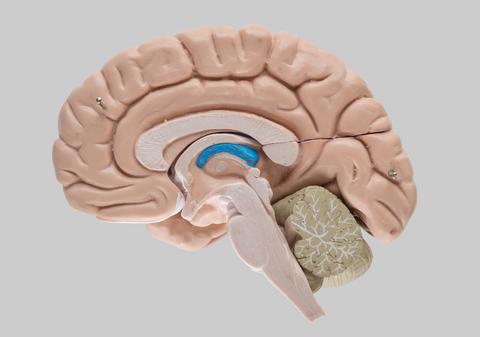 Modell av hjernen