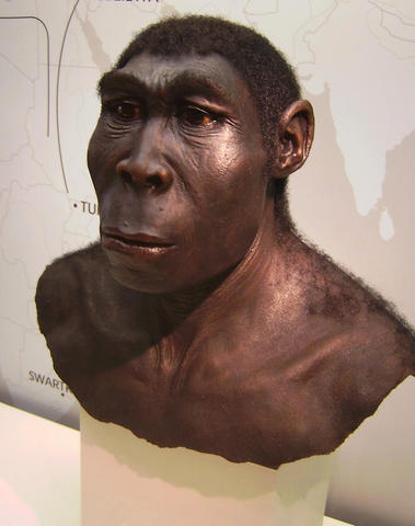 A reconstruction of the chest and head of homo erectus, used as part of article on archaeological discoveries made by Professor Francesco d'Errico at the University of Bergen.