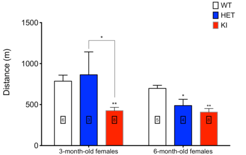 Figure: Treadmill activity in wild type and PolGA449T heterozygous and homozygous females at 3 and 6 months of age
