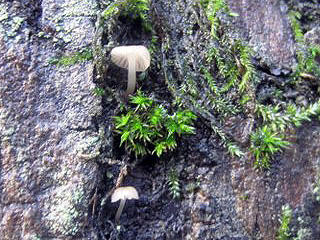 Bilde av den lille soppen Mycena pseudocorticola på almebark