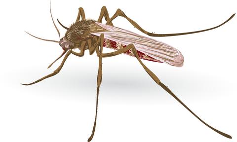 Image of a malaria mosquito on a white background.