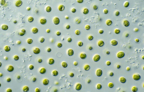 Photo of micro algae, used to illustrate an article about a new research project.