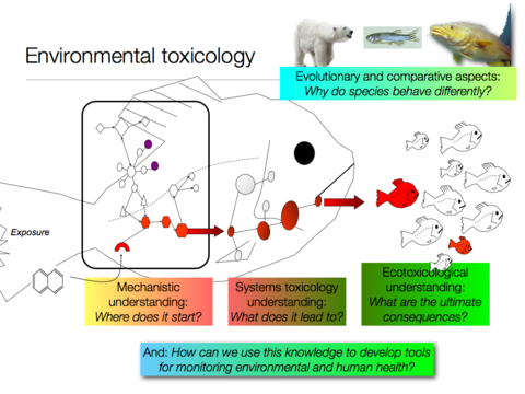 Illustrasjon av miljøtoksikologi 