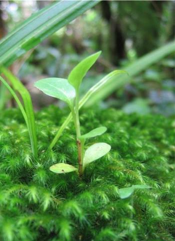 Small seedling growing through a clump of moss