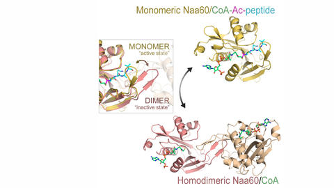 Schematic image of Naa60 showing the main structural features of the monomeric and homodimeric forms of the enzyme