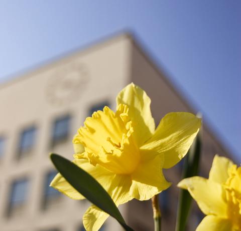 Daffodils at the Faculty of Psychology