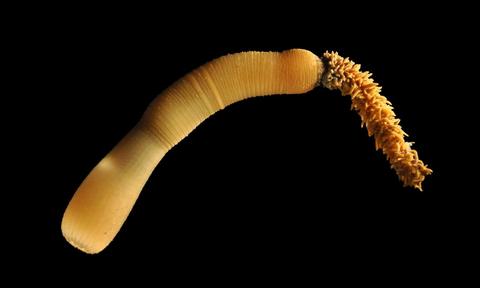Image of a penis worm, photographed by researchers from the Sars International Centre for Marine Molecular Biology at the University of Bergen.