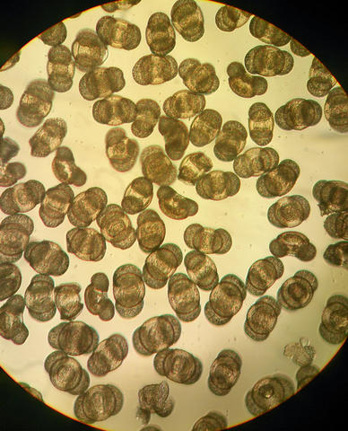 A number of pollen grains from Pinus pineaster (Maritime Pine)