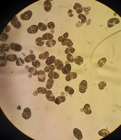 Microscopic image of Pinus sylvestris (Scots Pine) pollen
