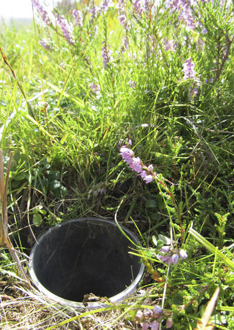 Round bucket sunk into the ground until level with the soil surface and surrounded by heathland vegetation