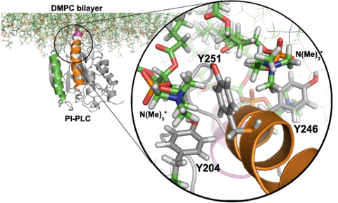 Cation-pi interactions between PI-PLC Tyrosines and PC lipids