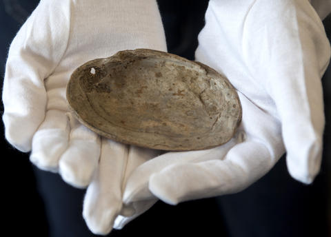 A researcher, wearing white gloves, holds a shell from Java in Indonesia. The shell shows geometrical engravings created by early hominids.