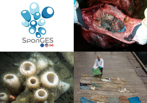 Photo collage - whales and sponges