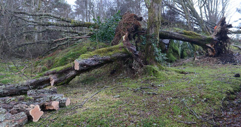 Big Nothofagus trees tipped over in the storm.