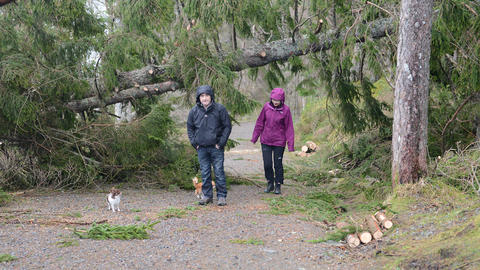 Large spruce blocking the walking path to Dalsmyra.