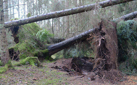 Sitka spruce with 40 m hig trunks overturned at Mørkevågen.