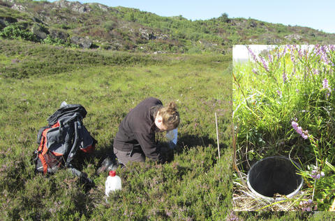 Tessa Bargmann collecting beetle samples from a pit-fall trap on Lygra