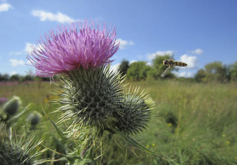 A hoverfly homing in on a purple thistle flower