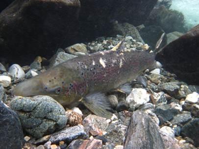 A trout in a river with a rocky gravelly bed