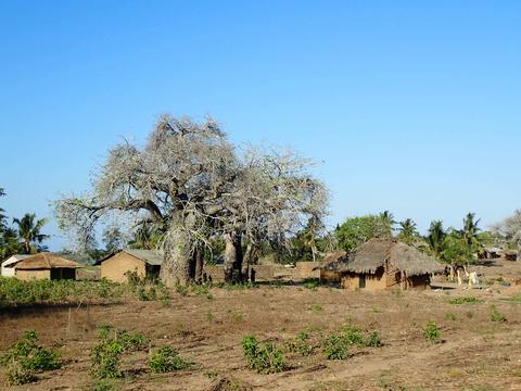View of Nangata village with a baubau tree
