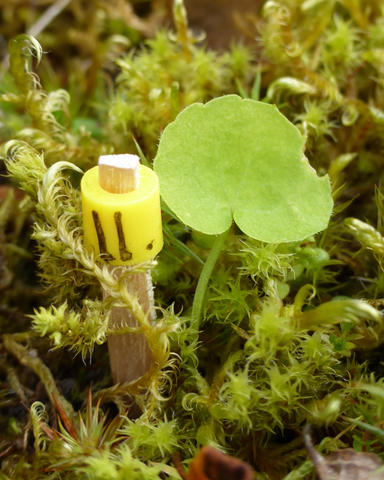 A leaf of Viola biflora with a small indentifying tag next to it
