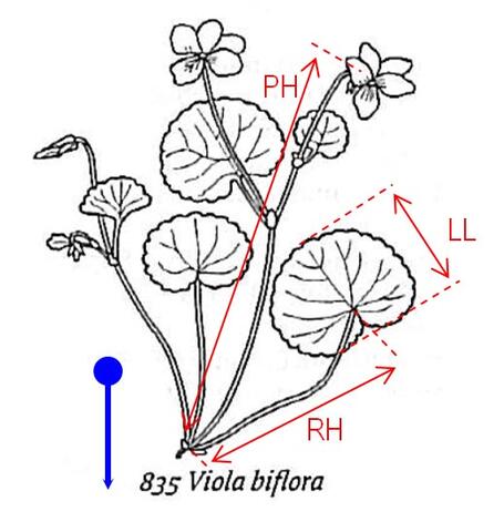 Drawing of Viola biflora (two-flowered violet) indicating typical measurements made