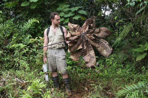 A man holding a large dead palm frond to collect weevils