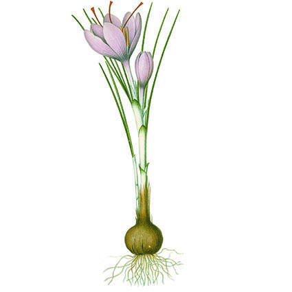 Crocus sativus fra Köhler, F.E., Medizinal Pflanzen, vol. 2 (1890).