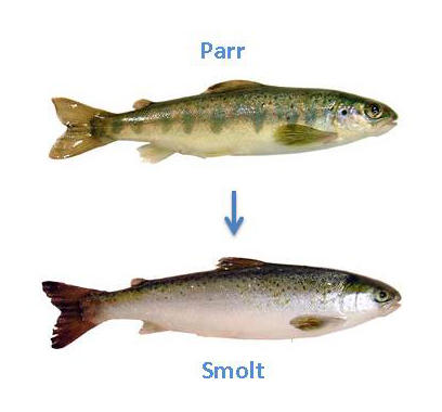 Young salmon (parr) undergo a complex developmental process called ...