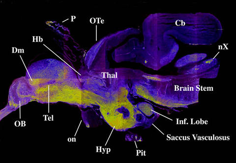 Pseudocolour image of a smolt brain. The yellow shows areas of high GAP-43...