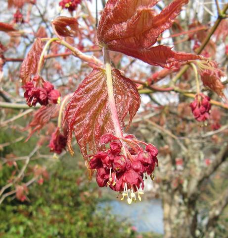 Japanlønn, Acer japonica, kjem tidleg med kobberbrune blad og raude blomar. 