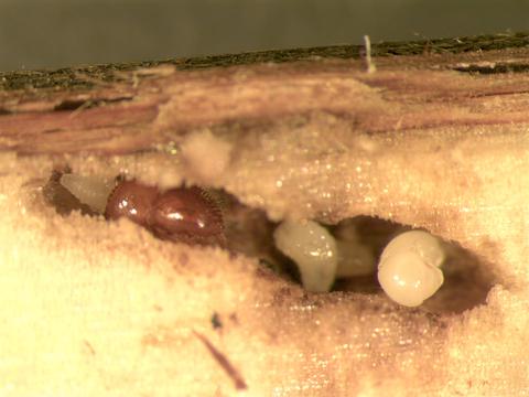 A bark-beetle inside some wood