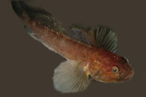 The Benguela-goby is found only on the anoxic continental shelf outside...