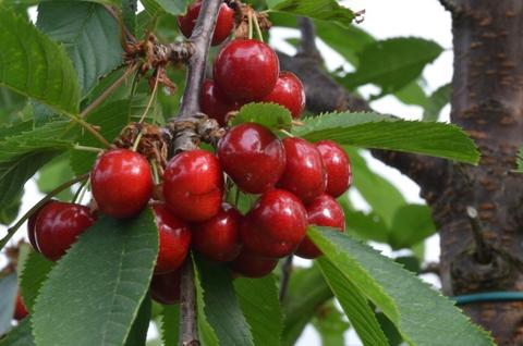 Hardanger cherries