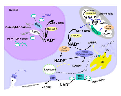 Compartmentalization of NAD