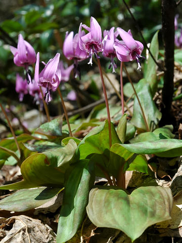 Slik fine blomar av Erythronium japonicum håper vi skal dekke skogsbotn i...