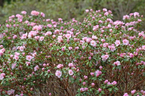 ’February Dawn’ i Nydalen er den fyrste i blom av dei tidlege Rhododendron