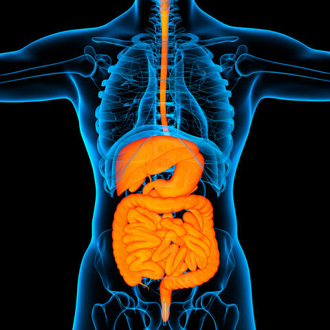 Illustration; gastrointestinal system