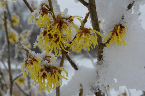Nærbilde av blomsten med snø i februar 09.