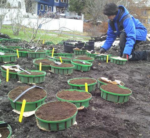 Bodil Oma ordnar til ny utstilling av tulipanar i Solåkeren i Botanisk hage.