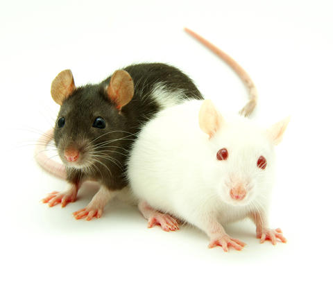 Laboratory mice