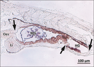 Digestive tract cross-section from an Atlantic cod larvae