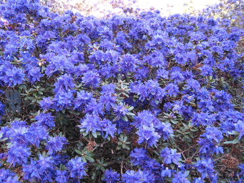 Rh. Azurika er ein av dei mange blå småblada rhododendron i den "Blå bakken"